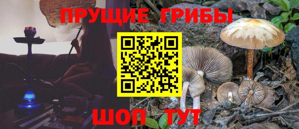 Ярцево  Псилоцибиновые грибы Cubensis  Вход с VPN  Псилоцибиновые грибы Cubensis 